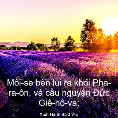 Picture 03 - Xuất Hành 8:30 VIE - Môi-se bèn lui ra khỏi Pha-ra-ôn, và cầu - Bible Verse Picture