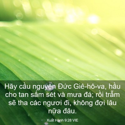 Picture 03 - Xuất Hành 9:28 VIE - Hãy cầu nguyện Đức Giê-hô-va, hầu cho - Bible Verse Picture