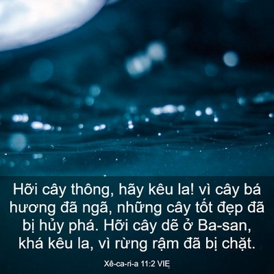 Picture 03 - Xê-ca-ri-a 11:2 VIE - Hỡi cây thông, hãy kêu la! vì cây bá - Bible Verse Picture