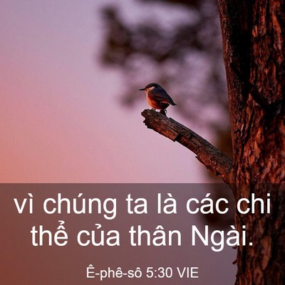 Picture 03 - Ê-phê-sô 5:30 VIE - vì chúng ta là các chi thể của thân - Bible Verse Picture