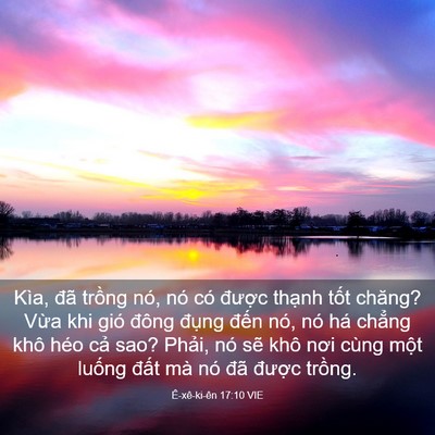 Picture 03 - Ê-xê-ki-ên 17:10 VIE - Kìa, đã trồng nó, nó có được thạnh - Bible Verse Picture