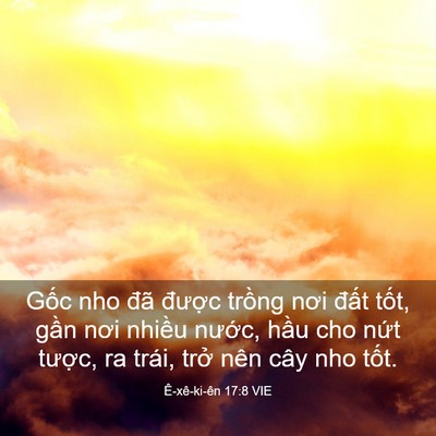 Picture 03 - Ê-xê-ki-ên 17:8 VIE - Gốc nho đã được trồng nơi đất - Bible Verse Picture