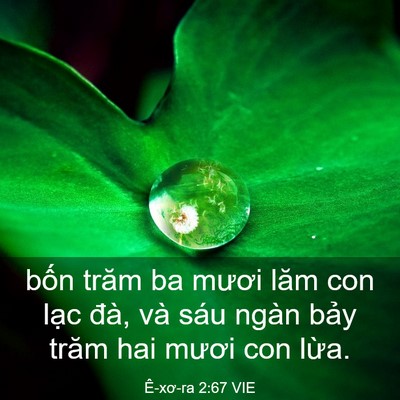 Picture 03 - Ê-xơ-ra 2:67 VIE - bốn trăm ba mươi lăm con lạc đà, và - Bible Verse Picture