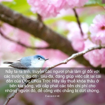 Picture 03 - Ê-xơ-ra 6:8 VIE - Nầy ta ra lịnh, truyền các ngươi phải - Bible Verse Picture