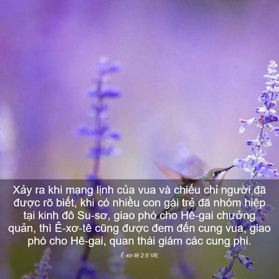 Picture 03 - Ê-xơ-tê 2:8 VIE - Xảy ra khi mạng lịnh của vua và chiếu - Bible Verse Picture