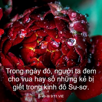 Picture 03 - Ê-xơ-tê 9:11 VIE - Trong ngày đó, người ta đem cho vua hay - Bible Verse Picture