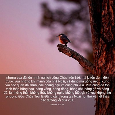 Picture 03 - Ða-ni-ên 5:23 VIE - nhưng vua đã lên mình nghịch cũng Chúa - Bible Verse Picture