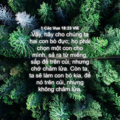 Picture 04 - 1 Các Vua 18:23 VIE - Vậy, hãy cho chúng ta hai con bò đực; - Bible Verse Picture