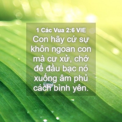 Picture 04 - 1 Các Vua 2:6 VIE - Con hãy cứ sự khôn ngoan con mà cư xử, - Bible Verse Picture