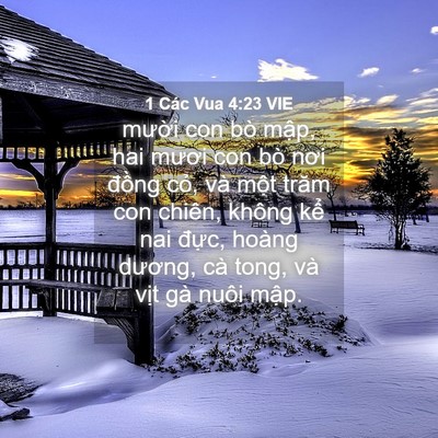 Picture 04 - 1 Các Vua 4:23 VIE - mười con bò mập, hai mươi con bò nơi - Bible Verse Picture