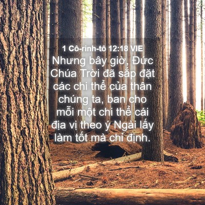 Picture 04 - 1 Cô-rinh-tô 12:18 VIE - Nhưng bây giờ, Đức Chúa Trời đã sắp - Bible Verse Picture