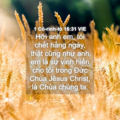Picture 04 - 1 Cô-rinh-tô 15:31 VIE - Hỡi anh em, tôi chết hằng ngày, thật - Bible Verse Picture