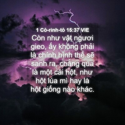 Picture 04 - 1 Cô-rinh-tô 15:37 VIE - Còn như vật ngươi gieo, ấy không phải - Bible Verse Picture