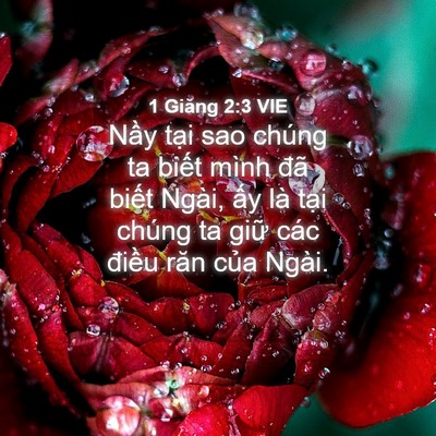 Picture 04 - 1 Giăng 2:3 VIE - Nầy tại sao chúng ta biết mình đã - Bible Verse Picture