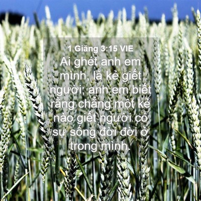 Picture 04 - 1 Giăng 3:15 VIE - Ai ghét anh em mình, là kẻ giết người; - Bible Verse Picture