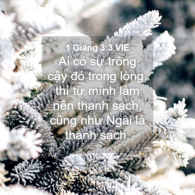 Picture 04 - 1 Giăng 3:3 VIE - Ai có sự trông cậy đó trong lòng, thì - Bible Verse Picture