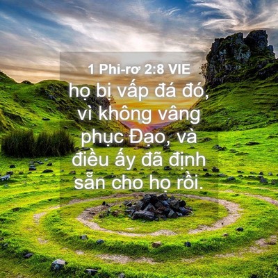 Picture 04 - 1 Phi-rơ 2:8 VIE - họ bị vấp đá đó, vì không vâng - Bible Verse Picture