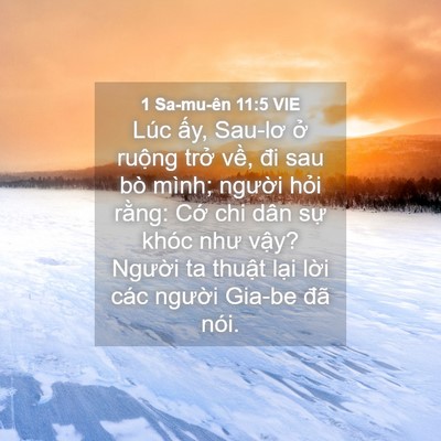 Picture 04 - 1 Sa-mu-ên 11:5 VIE - Lúc ấy, Sau-lơ ở ruộng trở về, đi - Bible Verse Picture