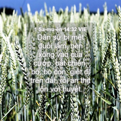 Picture 04 - 1 Sa-mu-ên 14:32 VIE - Dân sự bị mệt đuối lắm, bèn xông - Bible Verse Picture