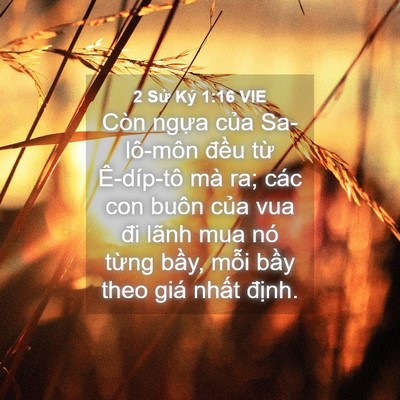 Picture 04 - 2 Sử Ký 1:16 VIE - Còn ngựa của Sa-lô-môn đều từ - Bible Verse Picture