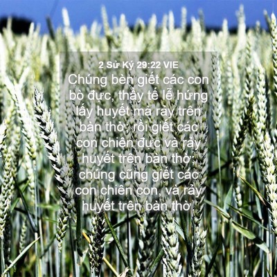Picture 04 - 2 Sử Ký 29:22 VIE - Chúng bèn giết các con bò đực, thầy - Bible Verse Picture