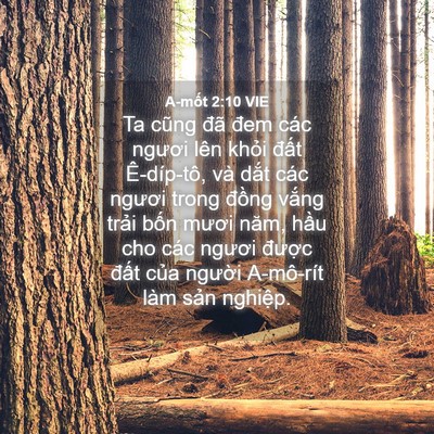 Picture 04 - A-mốt 2:10 VIE - Ta cũng đã đem các ngươi lên khỏi - Bible Verse Picture