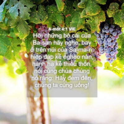 Picture 04 - A-mốt 4:1 VIE - Hỡi những bò cái của Ba-san hãy nghe, - Bible Verse Picture