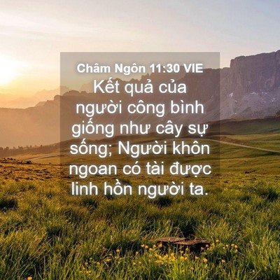 Picture 04 - Châm Ngôn 11:30 VIE - Kết quả của người công bình giống - Bible Verse Picture