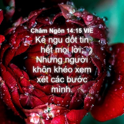 Picture 04 - Châm Ngôn 14:15 VIE - Kẻ ngu dốt tin hết mọi lời; Nhưng - Bible Verse Picture
