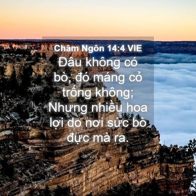 Picture 04 - Châm Ngôn 14:4 VIE - Đâu không có bò, đó máng cỏ trống - Bible Verse Picture