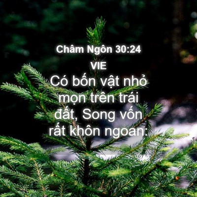 Picture 04 - Châm Ngôn 30:24 VIE - Có bốn vật nhỏ mọn trên trái đất, - Bible Verse Picture