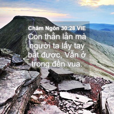 Picture 04 - Châm Ngôn 30:28 VIE - Con thằn lằn mà người ta lấy tay bắt - Bible Verse Picture