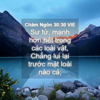 Picture 04 - Châm Ngôn 30:30 VIE - Sư tử, mạnh hơn hết trong các loài - Bible Verse Picture