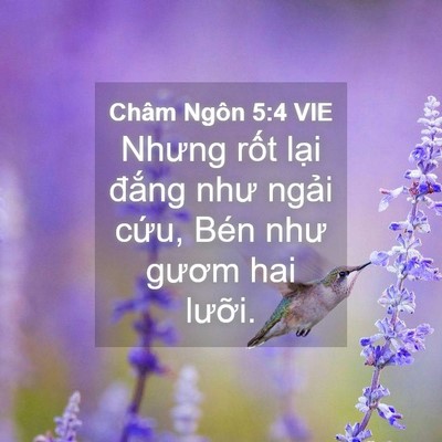 Picture 04 - Châm Ngôn 5:4 VIE - Nhưng rốt lại đắng như ngải cứu, - Bible Verse Picture