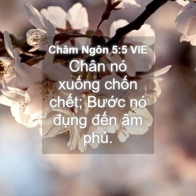 Picture 04 - Châm Ngôn 5:5 VIE - Chân nó xuống chốn chết; Bước nó - Bible Verse Picture