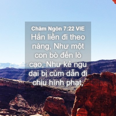 Picture 04 - Châm Ngôn 7:22 VIE - Hắn liền đi theo nàng, Như một con bò - Bible Verse Picture