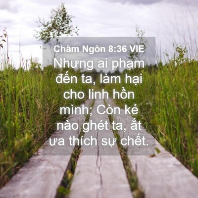 Picture 04 - Châm Ngôn 8:36 VIE - Nhưng ai phạm đến ta, làm hại cho linh - Bible Verse Picture