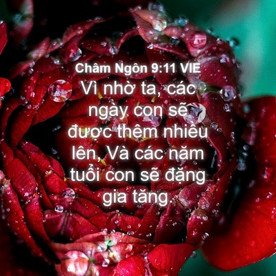 Picture 04 - Châm Ngôn 9:11 VIE - Vì nhờ ta, các ngày con sẽ được thêm - Bible Verse Picture
