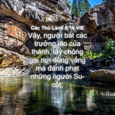 Picture 04 - Các Thủ Lãnh 8:16 VIE - Vậy, người bắt các trưởng lão của - Bible Verse Picture