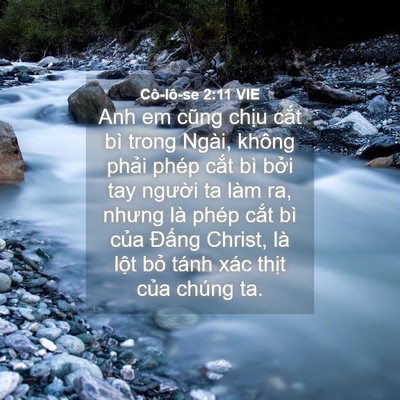 Picture 04 - Cô-lô-se 2:11 VIE - Anh em cũng chịu cắt bì trong Ngài, không - Bible Verse Picture