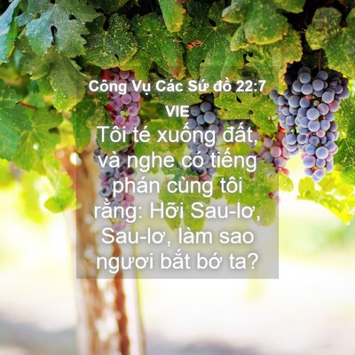 Picture 04 - Công Vụ Các Sứ đồ 22:7 VIE - Tôi té xuống đất, và nghe có tiếng - Bible Verse Picture