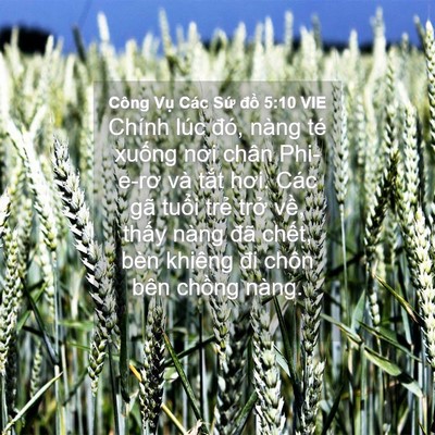 Picture 04 - Công Vụ Các Sứ đồ 5:10 VIE - Chính lúc đó, nàng té xuống nơi chân - Bible Verse Picture