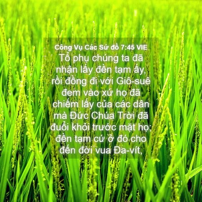 Picture 04 - Công Vụ Các Sứ đồ 7:45 VIE - Tổ phụ chúng ta đã nhận lấy đền - Bible Verse Picture