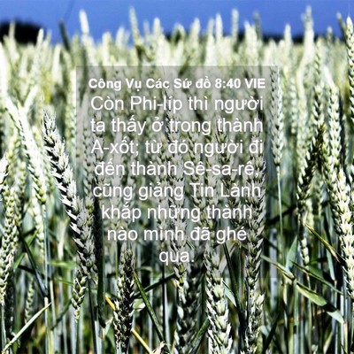 Picture 04 - Công Vụ Các Sứ đồ 8:40 VIE - Còn Phi-líp thì người ta thấy ở trong - Bible Verse Picture