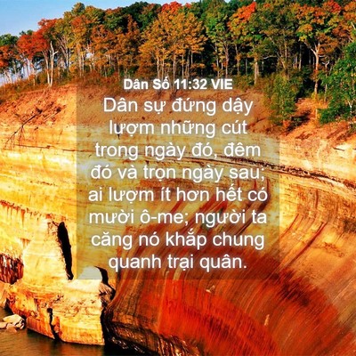 Picture 04 - Dân Số 11:32 VIE - Dân sự đứng dậy lượm những cút - Bible Verse Picture