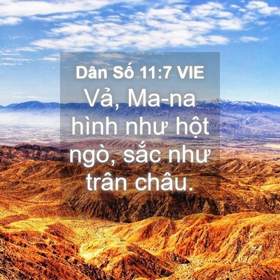 Picture 04 - Dân Số 11:7 VIE - Vả, Ma-na hình như hột ngò, sắc như - Bible Verse Picture