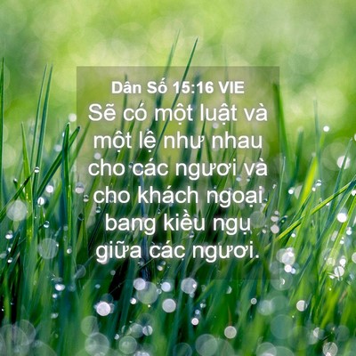 Picture 04 - Dân Số 15:16 VIE - Sẽ có một luật và một lệ như nhau - Bible Verse Picture