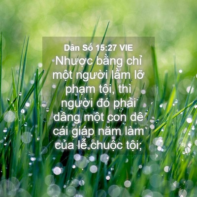 Picture 04 - Dân Số 15:27 VIE - Nhược bằng chỉ một người lầm lỡ - Bible Verse Picture