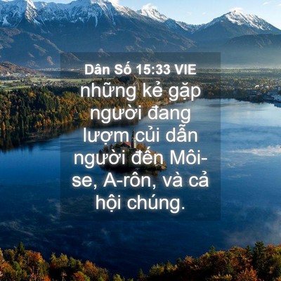 Picture 04 - Dân Số 15:33 VIE - những kẻ gặp người đang lượm củi - Bible Verse Picture