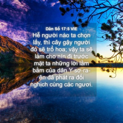 Picture 04 - Dân Số 17:5 VIE - Hễ người nào ta chọn lấy, thì cây - Bible Verse Picture